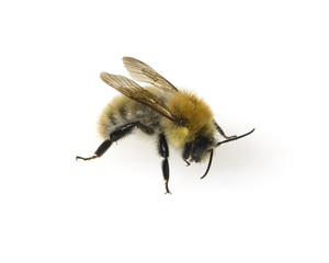 Ackerhummel, Bombus pascuorum, Hummel,