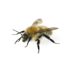 Ackerhummel, Bombus pascuorum, Hummel, © Ruckszio