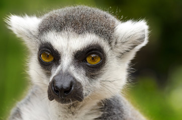Lemur catta portrait