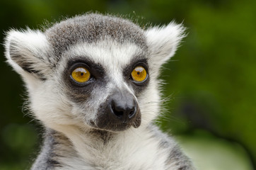 Lemur catta portrait