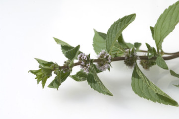 Obraz premium Pfefferminze, Mentha x piperita, Echte Pfefferminze,