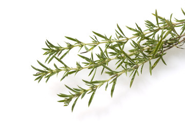 Bohnenkraut, Bergbohnenkraut, Satureja, montana,