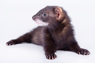 small rodent ferret