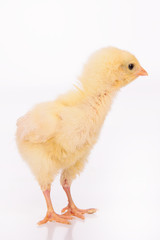Cute little chicken