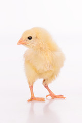 Cute little chicken