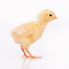 Cute little chicken