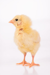 Cute little chicken