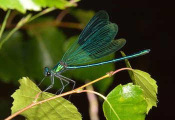 Prachtlibelle mit ausgebreiteten Flügeln
