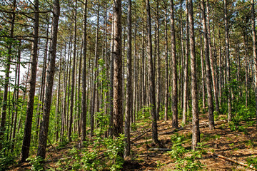 Pine forest