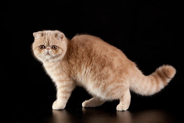 Exotic shorthair cat.  Exotic domestic cat on black background.