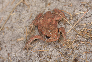 baby-toad