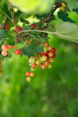 raw and ripe redcurrants