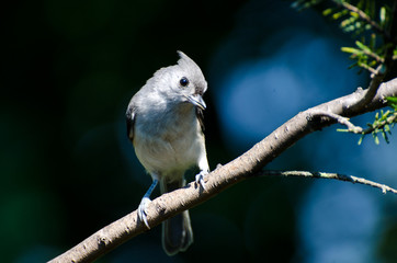 Tufted Titmouse Perched on a Branch