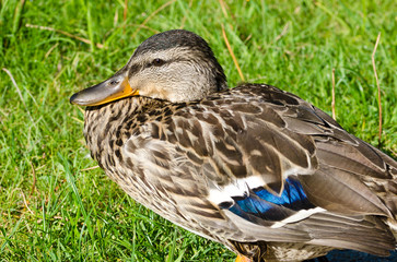 Female Mallard Duck