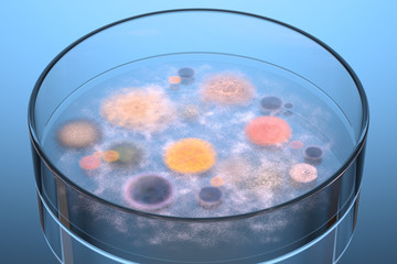 Bacteria and fungus growing up in a petri dish.
