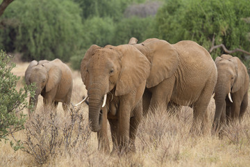 Fototapeta premium Group of elephants feeding