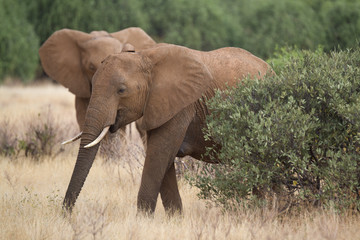 Fototapeta premium Elephants eating grass