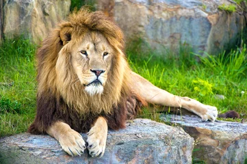 Photo sur Aluminium Lion Lion