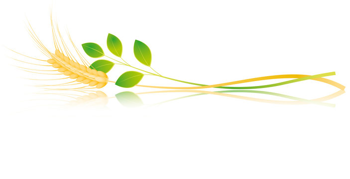 Banner spiga di grano fondo bianco
