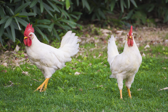 White Chickens