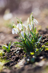 Schneeglöckchen