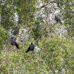 Jackdaw Family