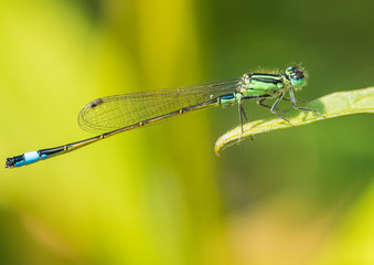 Damsel With The Blue Tail