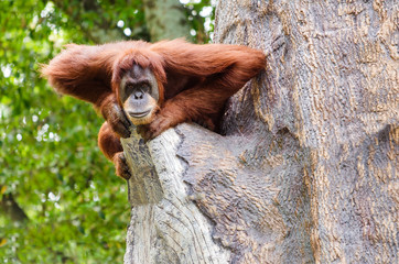 Portrait of adult orangutan (Pongo pygmaeus)
