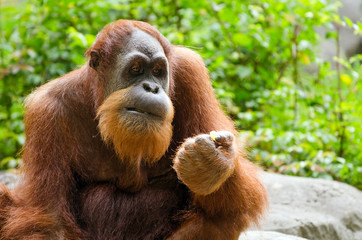 Portrait of adult orangutan (Pongo pygmaeus) © Robert Hainer
