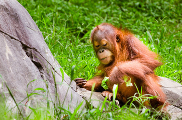 Portrait of baby orangutan (Pongo pygmaeus) © Robert Hainer