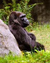 Portrait of female lowland gorilla