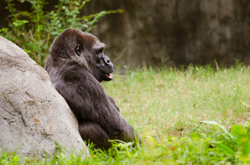 Portrait of female lowland gorilla