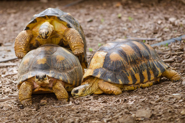 Radiated tortoises mating (Astrochelys radiata)