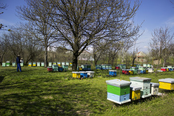 Naklejka premium beehives