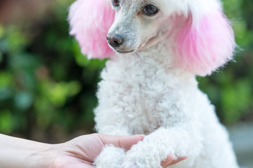 woman with her hand stroking her dog