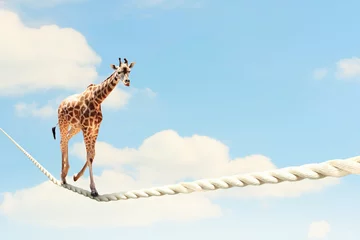 Rolgordijnen Giraffe walking on rope © Sergey Nivens