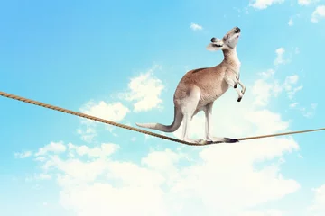 Gordijnen Kangaroo walking on rope © Sergey Nivens