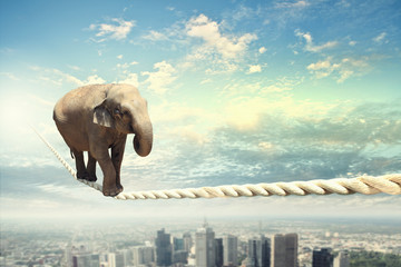 Elephant walking on rope