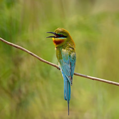 Blue-tailed Bee-eater