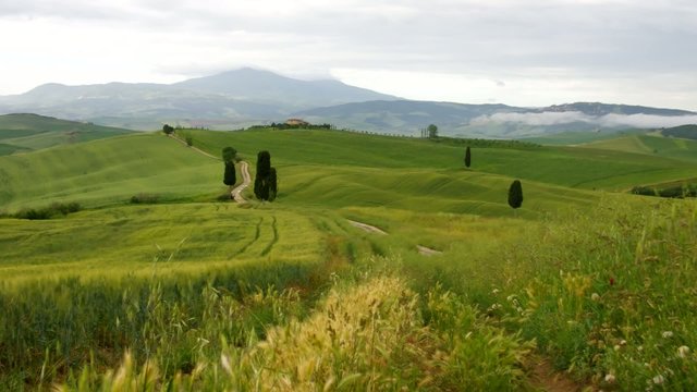 Toskana Zypressen mit Weg vid 02