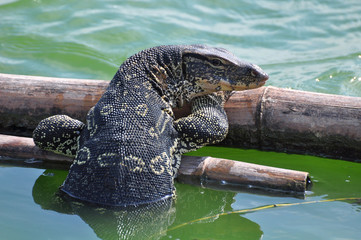 Closeup of water monitor lizard