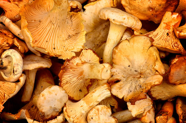 Golden Chanterelles Background