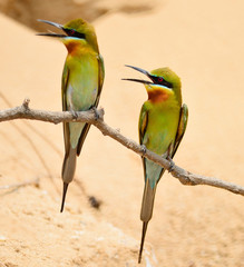 Blue-tailed Bee-eater
