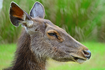 deer