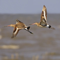 Eastern Black-tailed Godwit
