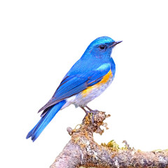 Himalayan Bluetail