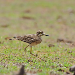 Indian Thick-knee