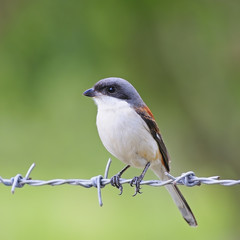 Obraz premium Burmese Shrike