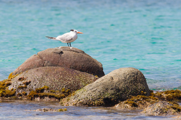 Royal Tern (Thalasseus maximus maximus)