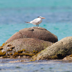 Royal Tern (Thalasseus maximus maximus)